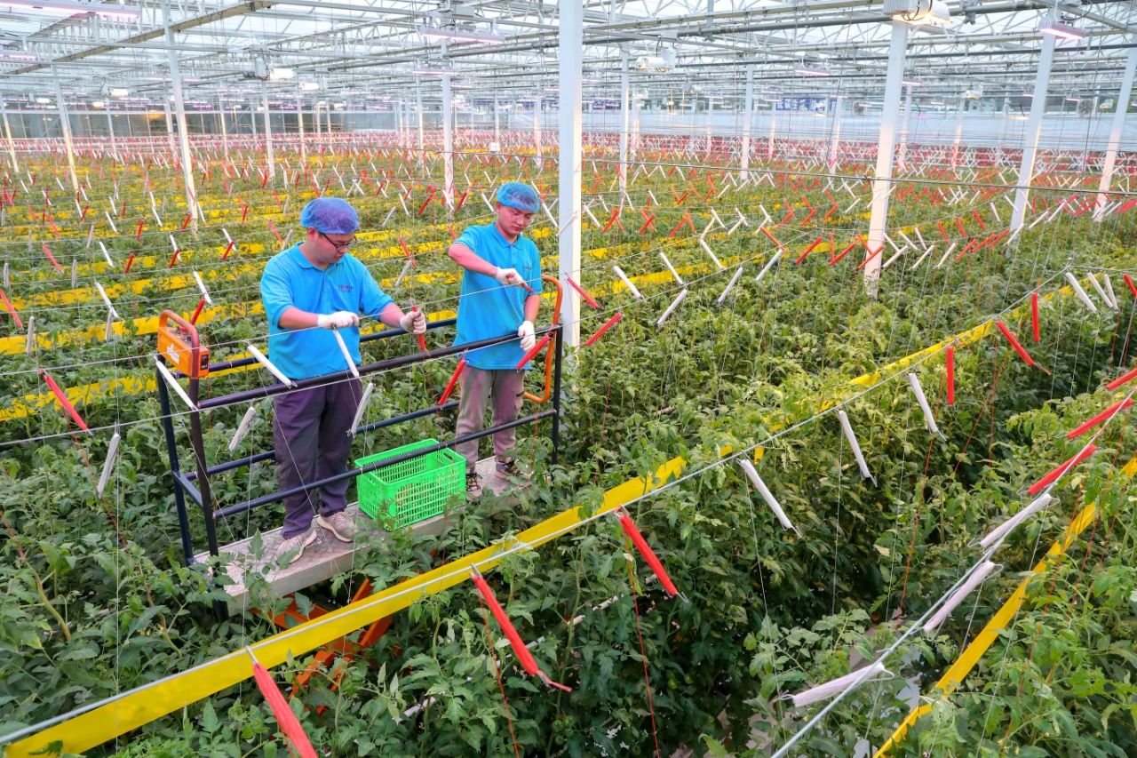 海螺白馬山水泥廠智慧生態農業項目將水泥窯捕集的二氧化碳作為氣肥 海螺白馬山水泥廠智慧生態農業項目將水泥窯捕集的二氧化碳作為氣肥